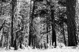Bomen in Yosemite Park by erik driessen