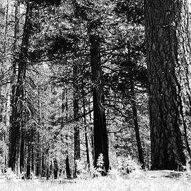 Bomen in Yosemite Park sur erik driessen