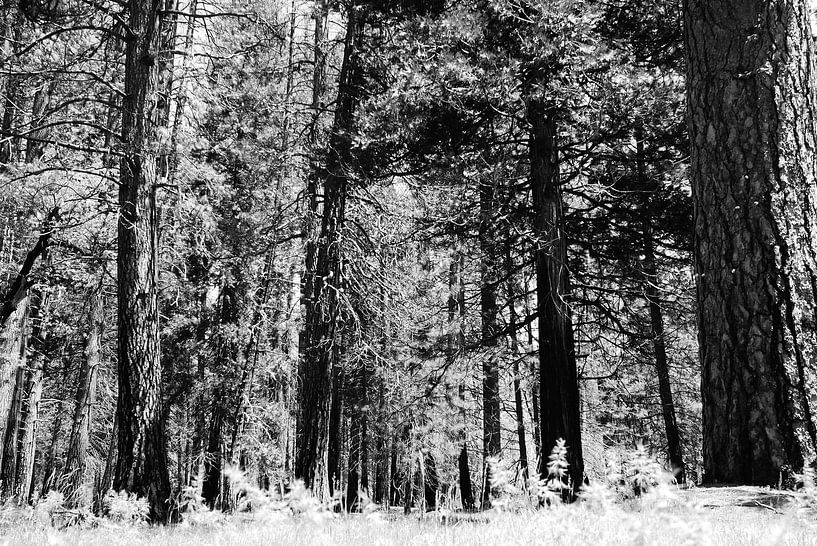 Bomen in Yosemite Park by erik driessen