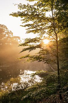 Sunlight through the trees, Vughtse Heide by Emma Buisman