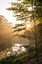 Sunlight through the trees, Vughtse Heide by Emma Buisman thumbnail
