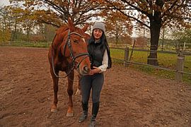 Training with the bay Oldenburg mare on a riding arena