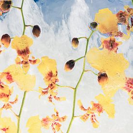 Oncidium in Eis 2 von Marc Heiligenstein