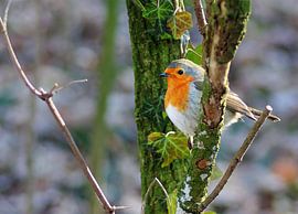 Rotkehlchen von Photo Art SD