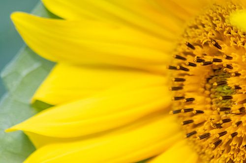 The sunflower - queen of flowers in full splendour