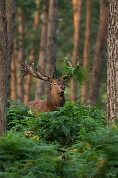 Bronze Red Deer in a forest landscape with ferns by Jeroen Stel