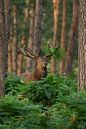Bronze Red Deer in a forest landscape with ferns by Jeroen Stel thumbnail