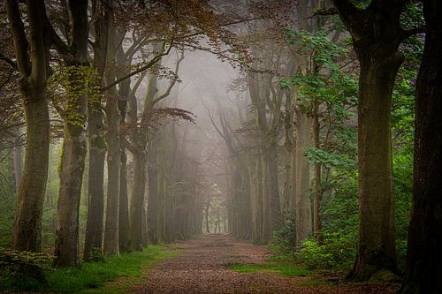 Forêt à Bergen op Zoom