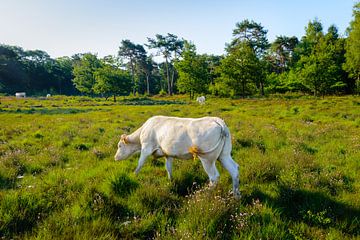 Große Weidegänger in einem niederländischen Naturschutzgebiet
