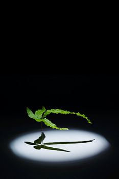 Pteris