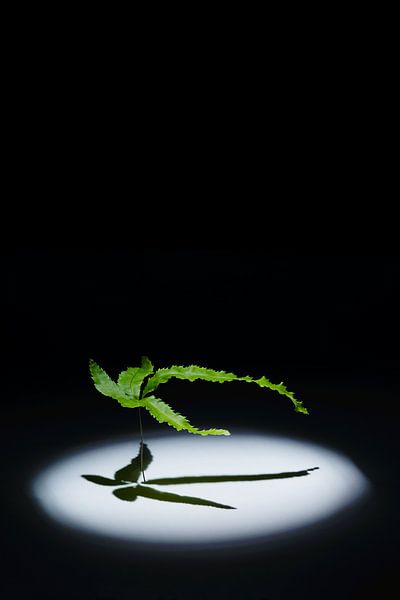 Pteris by LANETfotografie
