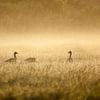 Grauwe ganzen in de ochtendmist. Panoramafoto. van Frans Lemmens
