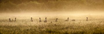 Graugänse (Anser anser) im Morgennebel. von Frans Lemmens