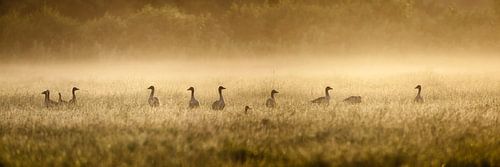 Grauwe ganzen in de ochtendmist. Panoramafoto. van Frans Lemmens