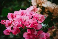 Orchidee aan de muur