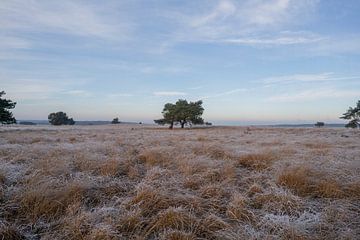 Winterlandschaft Nationalpark Veluwezoom von Arnold van Rooij