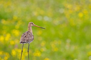 Black-tailed godwit