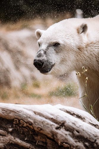 Eisbär schüttelt Wasser ab