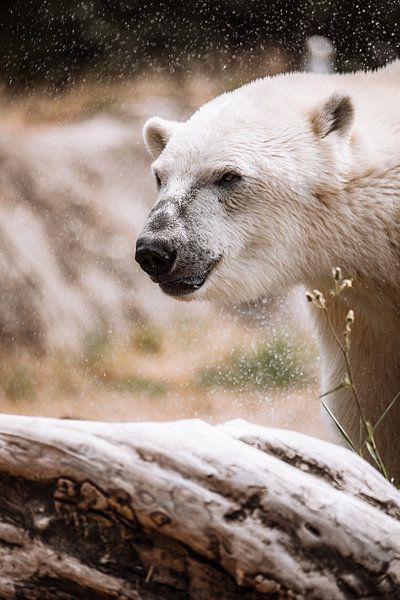 Polar bear shakes off water by Design Wall Arts
