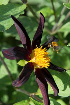 Blumen Dahlia von CreaBrig Fotografie