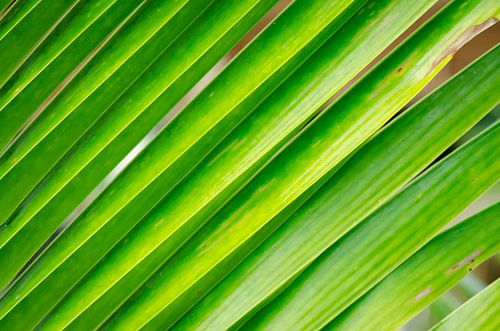 Palm leaf on Koh Chang in Thailand by Sven Wildschut
