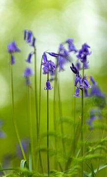 Jacinthes de forêt à Hallerbos sur Marjan van der Heijden