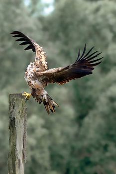 A young white-tailed eagle is getting ready for a mock aerial battle.