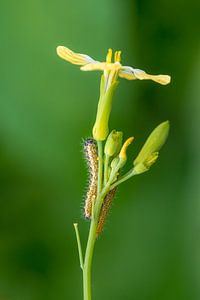 Close-up van een rups op een plant van Moetwil en van Dijk - Fotografie