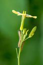 Close-up of a caterpillar on a plant by Moetwil en van Dijk - Fotografie thumbnail