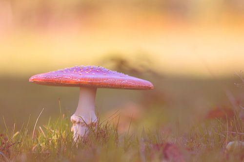 Paddestoel  vliegenzwam