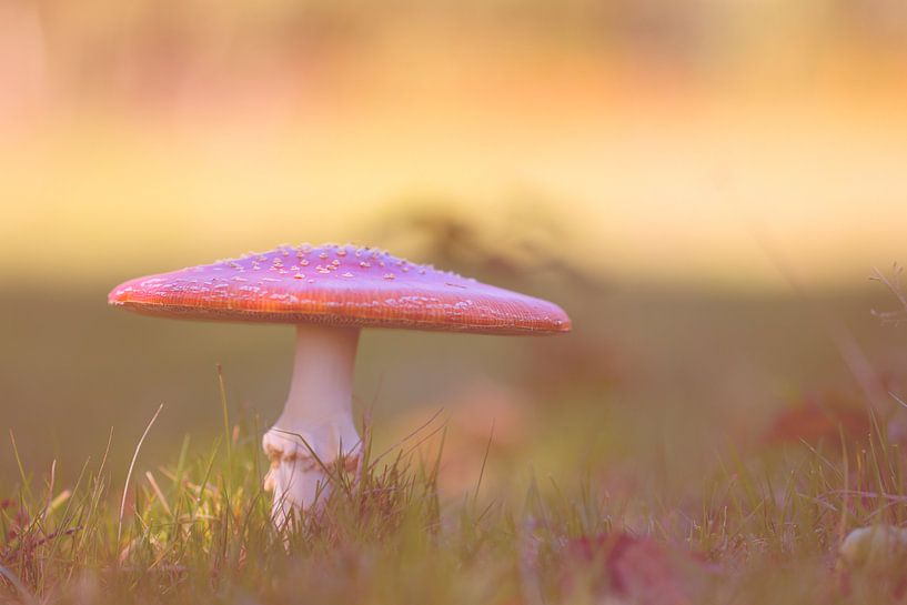 Fly agaric mushroom by Angelique van Heertum