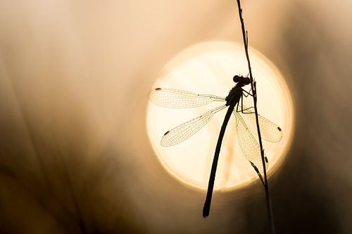Une demoiselle au soleil du matin
