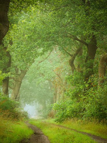 Feuilles vertes sur Mark van der Walle