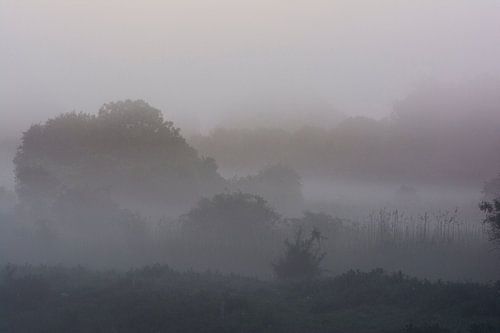 zonsopkomst in een mistig Kromslootpark