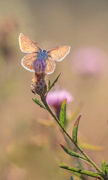 Papillon sur Lisa Antoinette Photography