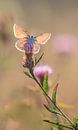 Butterfly van Lisa Antoinette Photography thumbnail