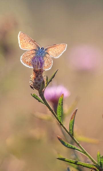 Papillon par Lisa Antoinette Photography