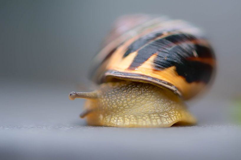 Au rythme d'un escargot par Evy De Wit