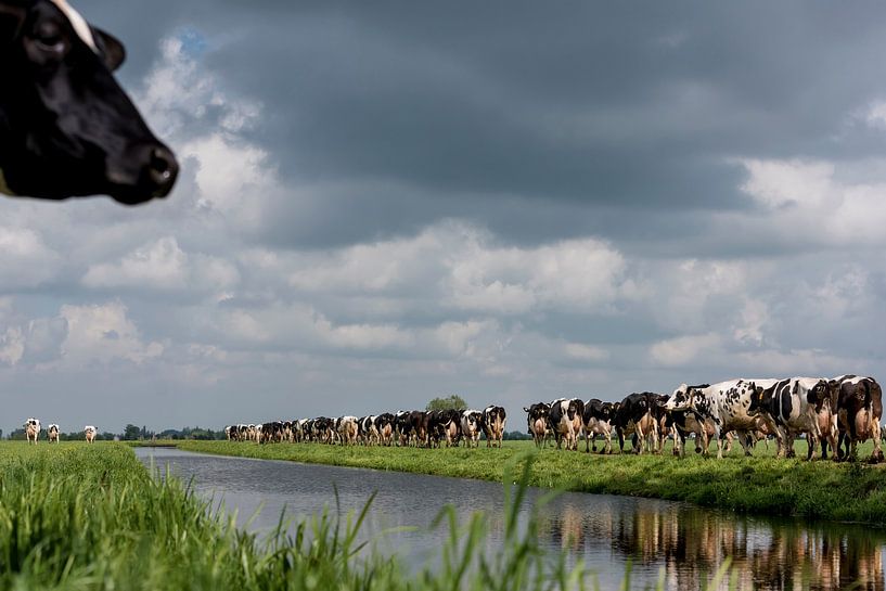 Cows in the Dutch countryside by Els Korsten