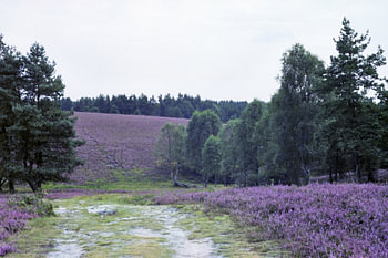 Schnuckentrift