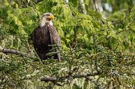 Bald eagle in nature von Menno Schaefer Miniaturansicht