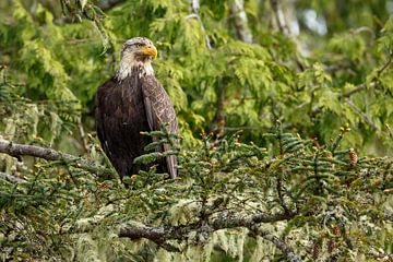 Bald eagle in nature sur Menno Schaefer