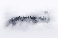 Bomen door de mist