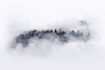 Bomen door de mist van Tubray