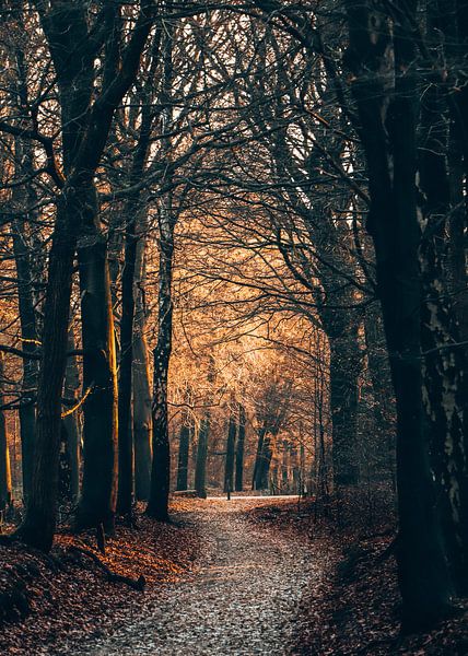 Sentier d'automne doré à Kaapse Bossen, Pays-Bas par Mehmet Ozkara
