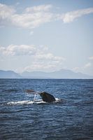 Kaikoura : Spectacle des géants de l'océan