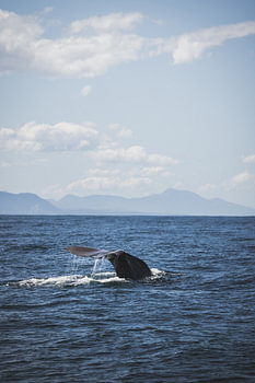 Kaikoura : Spectacle des géants de l'océan