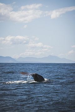 Kaikoura : Spectacle des géants de l'océan sur Ken Tempelers