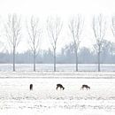 3 Herten in Hollands Winter Landschap van Thomas Thiemann thumbnail