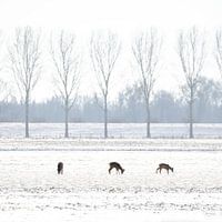 3 Herten in Hollands Winter Landschap